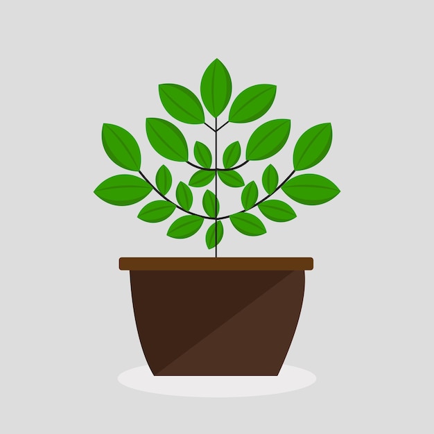 Plante botanique en pot