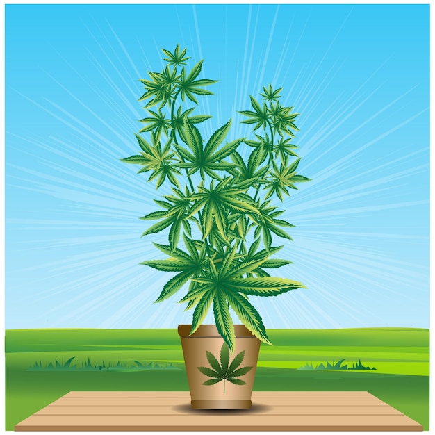 Vecteur plante de cannabis