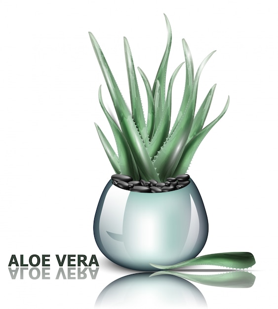 Vecteur plante détaillée d'aloe vera