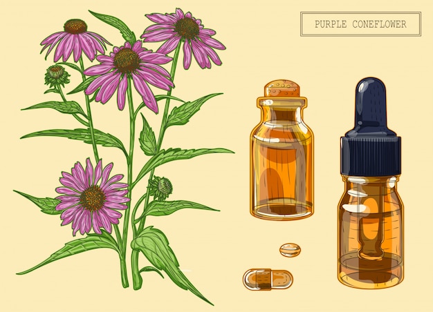 Vecteur plante d'échinacée et deux flacons