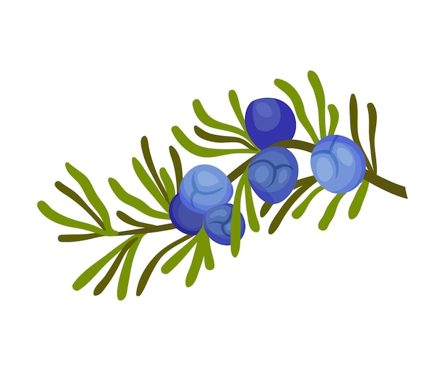 Vecteur plante de genévrier avec des feuilles en forme d'aiguille et des cônes de graines aromatiques bleus illustration vectorielle