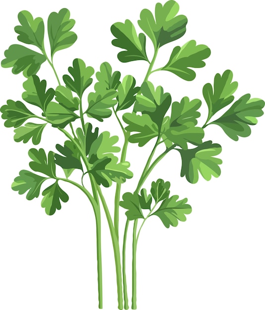 Vecteur plante herbacée cilantre illustration vectorielle coriandre illustration d'herbe