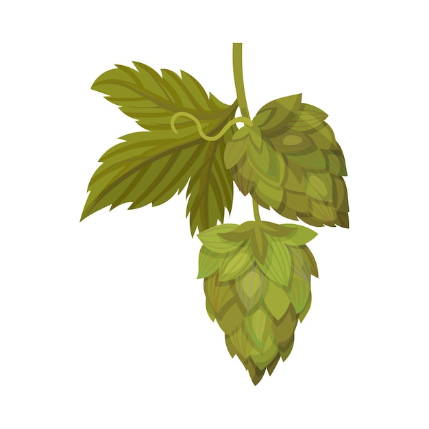 Vecteur plante de houblon fraîche avec cône et feuilles vertes isolées sur illustration vectorielle à fond blanc