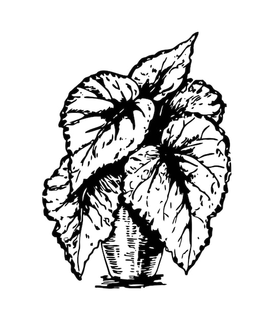 Vecteur plante d'intérieur dans un croquis de pot plante d'intérieur coleus