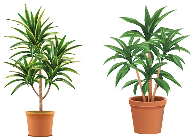 Vecteur plante d'intérieur dracaena dans le modèle de bannière en pot