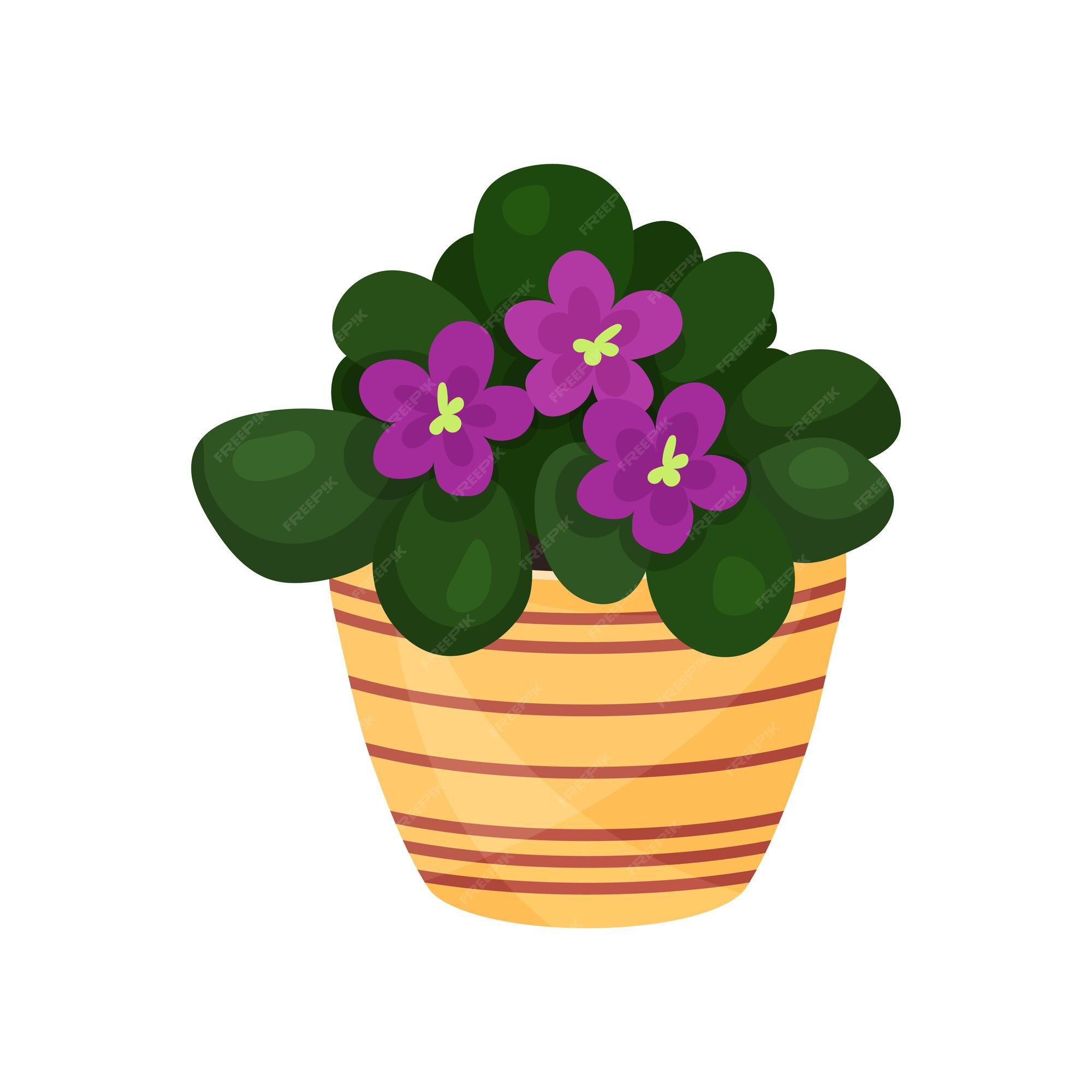 Plante D'intérieur Fleur Violet Pourpre, Illustration De Vecteur De Fleur  En Pot Isolé Sur Fond Blanc | Vecteur Premium