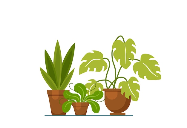 Vecteur plante d'intérieur isolée. vector illustration de pot de plante maison plate. concept de pot de plante maison plat. plante d'intérieur colorée en pot pour votre conception. icône de plante maison