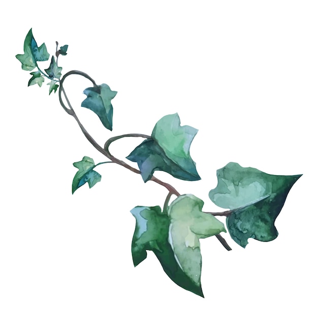 Plante de lierre avec vecteur d'illustration botanique de branches rampantes