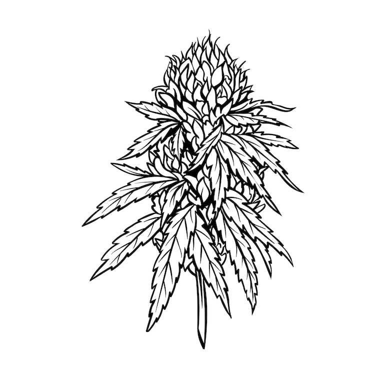 Vecteur plante mature de marijuana avec des feuilles et des bourgeons.