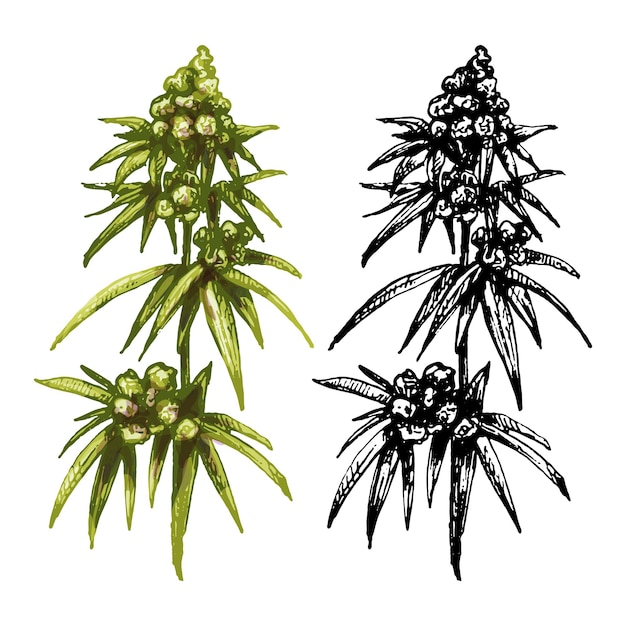 Vecteur plante mature de marijuana wplante mature de marijuana avec feuilles et bourgeons feuilles et bourgeons de veith vintage