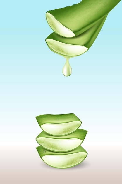 Plante médicinale d'aloe vera réaliste et ses sections avec des gouttes d'eau fraîches