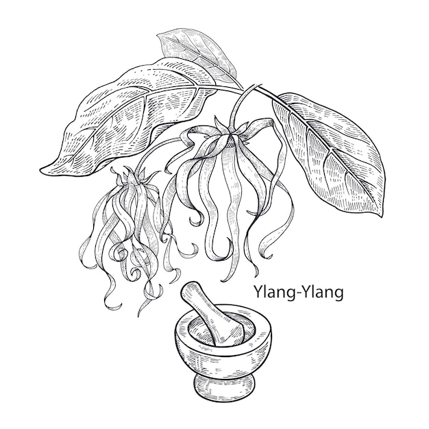 Plante Médicinale Ylangylang