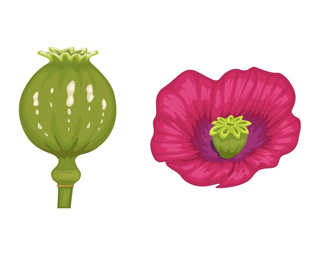 Plante D'opium Et Fleur De Dessin Animé Vector