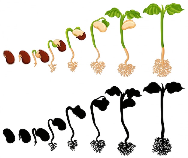 Vecteur plante poussant à différents stades