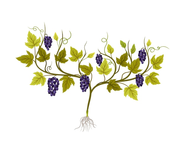 Plante De Raisin Avec Vignes Et Grappe De Raisins Illustration Vectorielle