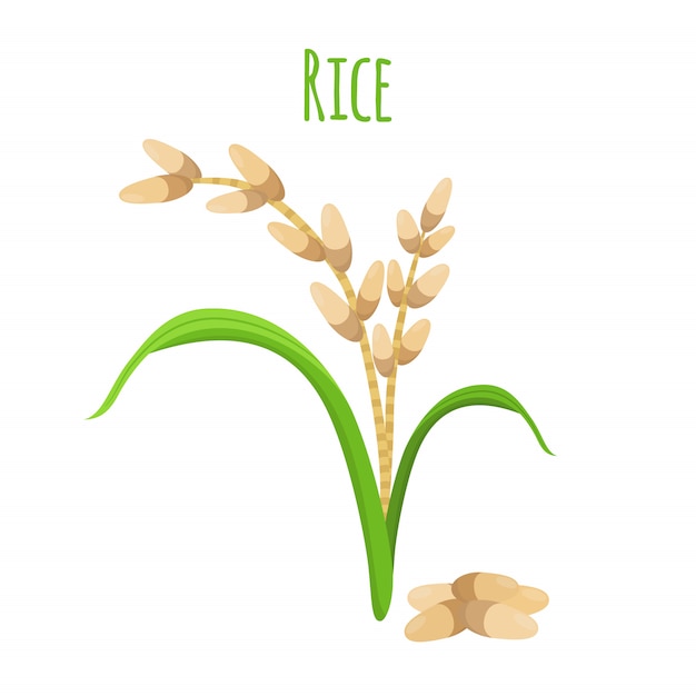 Vecteur plante de riz