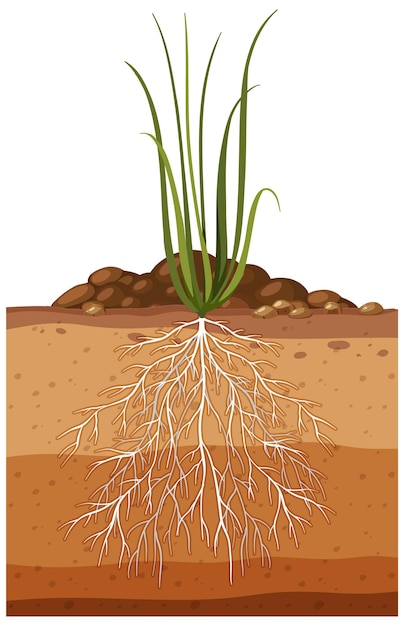 Vecteur plante avec système racinaire souterrain