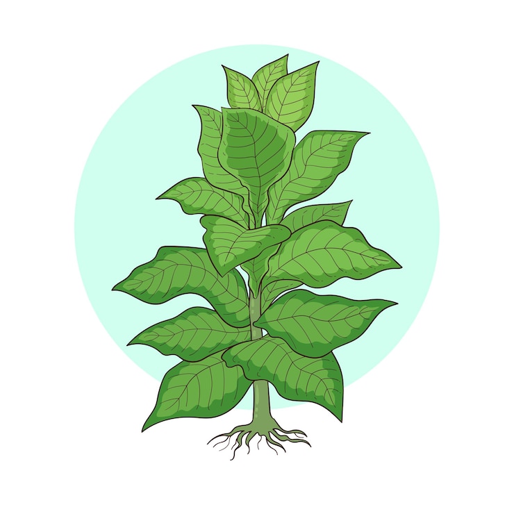 plante de tabac dessinée à la main