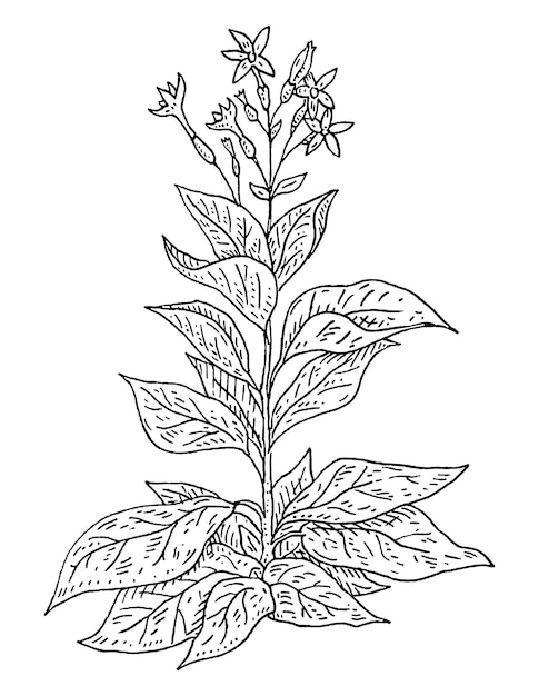 Plante De Tabac Avec Feuille Et Fleur Gravure Vintage Illustration Noire Isolé Sur Blanc