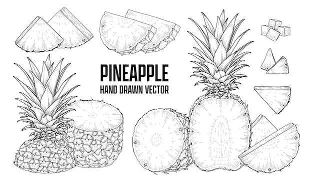Plante tropicale Ananas Dessinés à la main Croquis vecteur Illustrations botaniques
