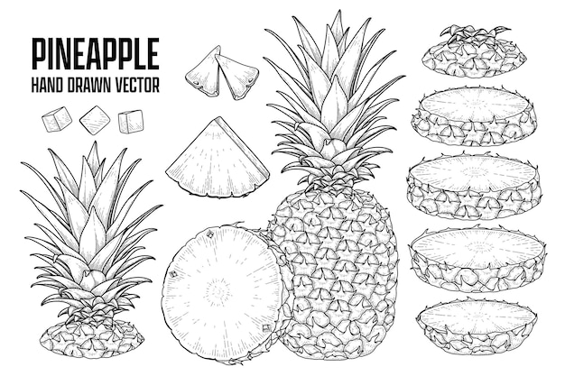 Plante tropicale Ananas Dessinés à la main Croquis vecteur Illustrations botaniques