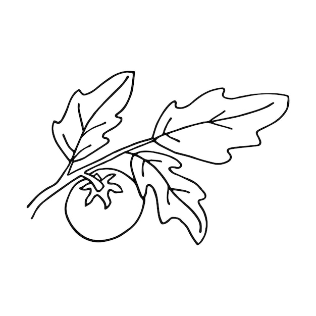 Planter Des Tomates Dans Un Style Doodle