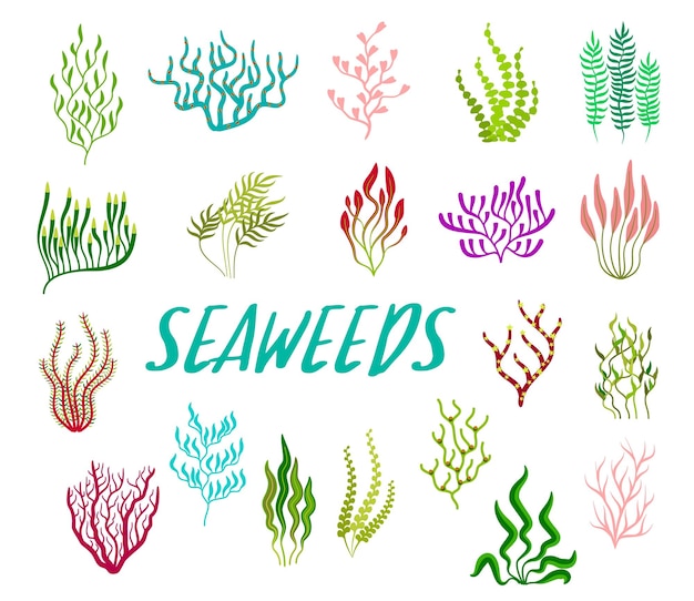 Plantes D'algues Sous-marines Vecteur Ensemble D'algues De Mer