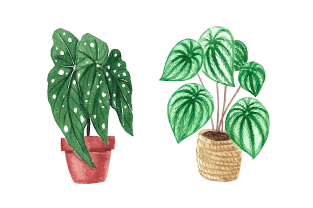 Plantes aquarelles en pot