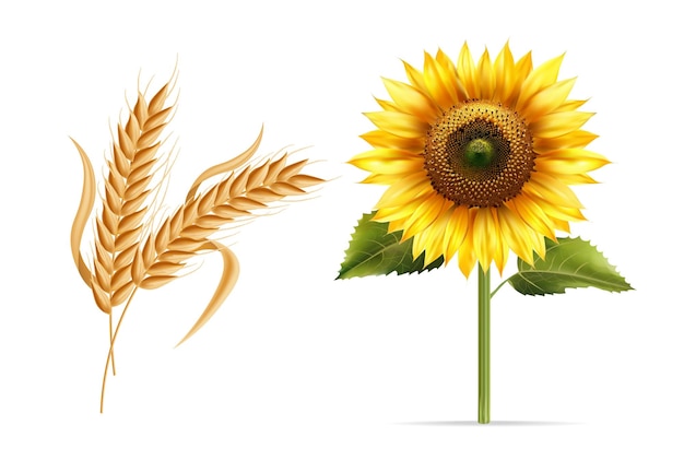 Les plantes d'automne sont isolées sur un fond blanc. Les éléments de l'action de grâce sont vectoriels. L'illustration de l'automne.