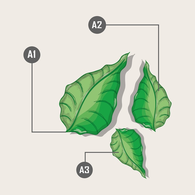 Plantes Avec Différentes Expériences Botaniques à Base De Plantes