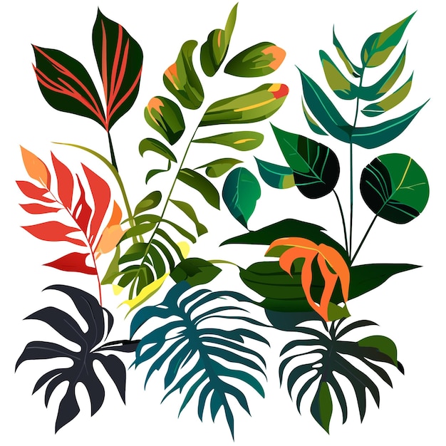 Vecteur les plantes exotiques feuilles feuilles de palmier monstera sur un fond blanc isolé