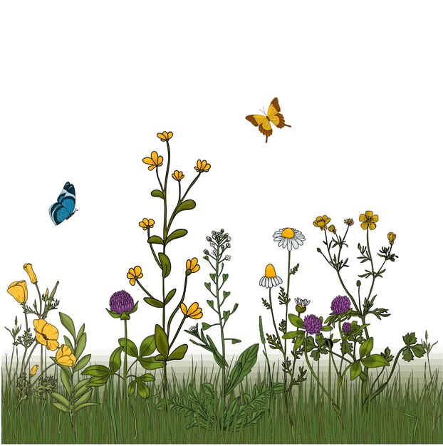 Vecteur plantes et insectes de prairie d'été fleurs sauvages colorées bourdons et papillons sur fond blanc