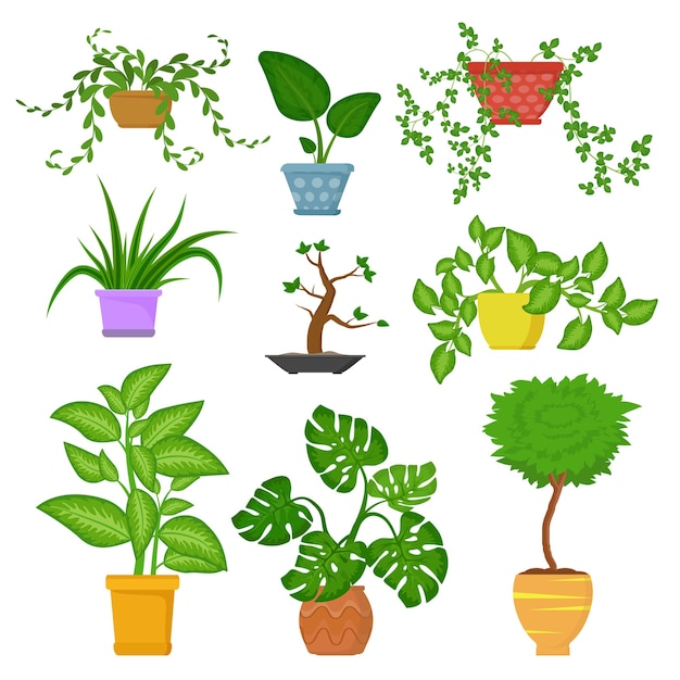 Vecteur plantes d'intérieur décoratives en pots ensemble isolé sur fond blanc. plantes d'intérieur décoratives. plante verte pour l'illustration de la maison