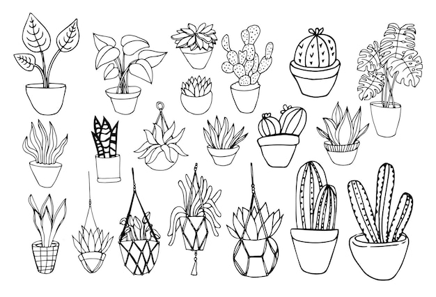 Plantes D'intérieur. Ensemble De Vecteurs De Dessin De Contour De Plante, Plantes Grasses En Pots. Fleurs Exotiques D'intérieur Avec Tiges