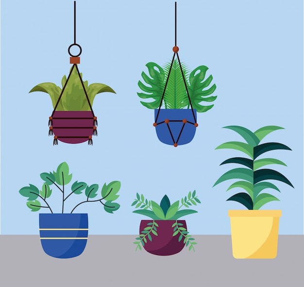 Plantes D'intérieur Isolées à L'intérieur Du Vecteur De Pots