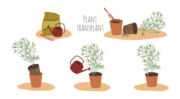 Plantes d'intérieur en pots à différents stades de transplantation. Méthode de transplantation.