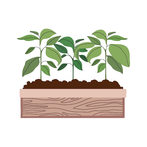 Vecteur plantes de légumes poussant sur le sol dans des boîtes en bois plantation et jardinage agriculture et agriculture