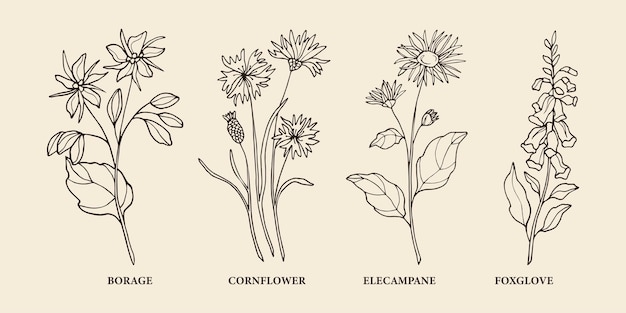 Vecteur plantes médicinales dessinées à la main. bourrache, bleuet, grande aunée, illustration de la digitale