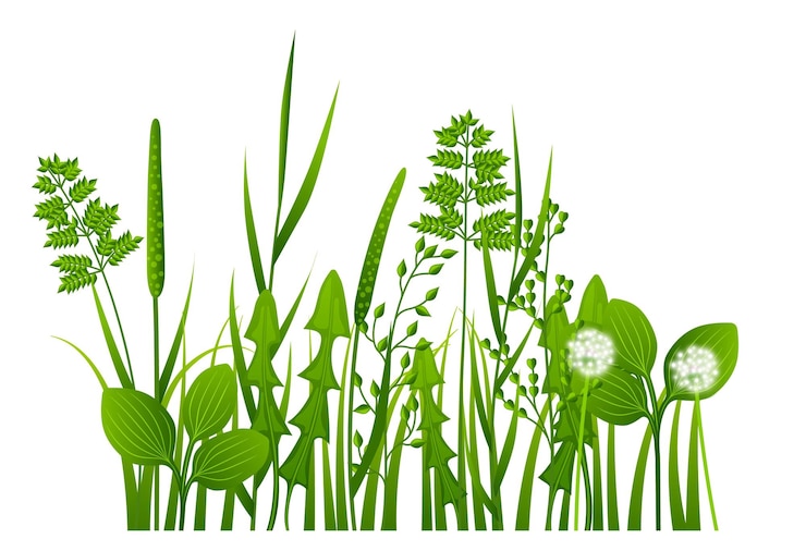 Vecteur plantes naturelles poussant des mauvaises herbes vertes réalistes