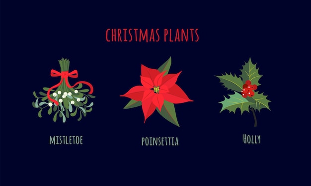 Plantes de Noël telles que le poinsettia de gui et le houx Éléments de décoration de Noël