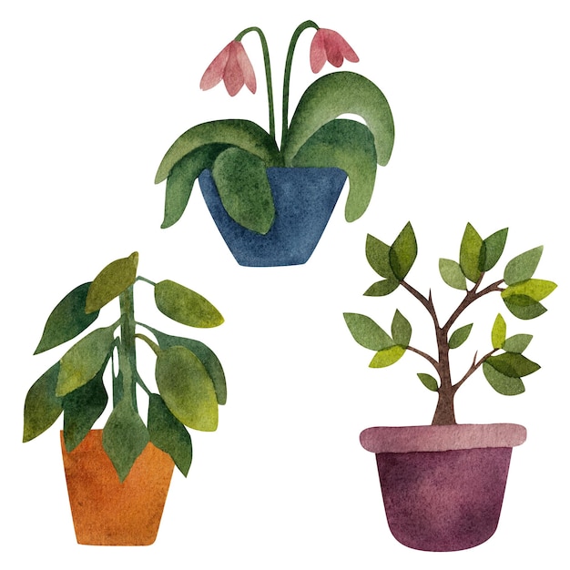 Vecteur plantes en pot collection illustration aquarelle