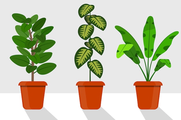 Plantes de salle de style plat en pots illustration vectorielle Dieffenbachia ficus
