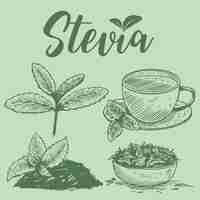 Vecteur plantes de stevia dessinées à la main,