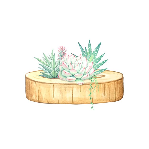 succulentes dans une jardinière en bois naturel. illustration