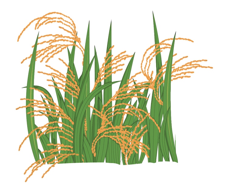Vecteur plants de riz dans un champ