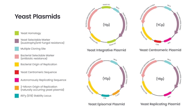 Plasmides De Levure Diagramme D'illustration Vectorielle Scientifique Infographie