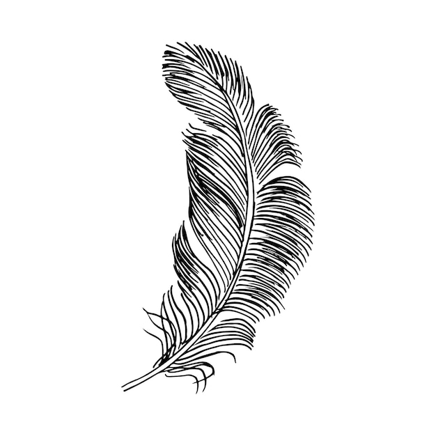 Vecteur plume d'écrivain dessin à la main art vintage plumes réalistes pour stylo silhouette élégante vectorielle isolée détaillée plume d'oiseau croquis blanc et noir