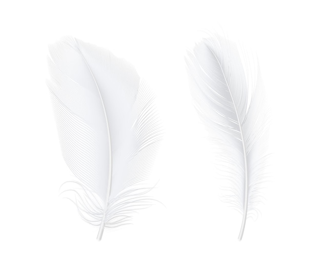 Une plume moelleuse d'oiseau sans poids