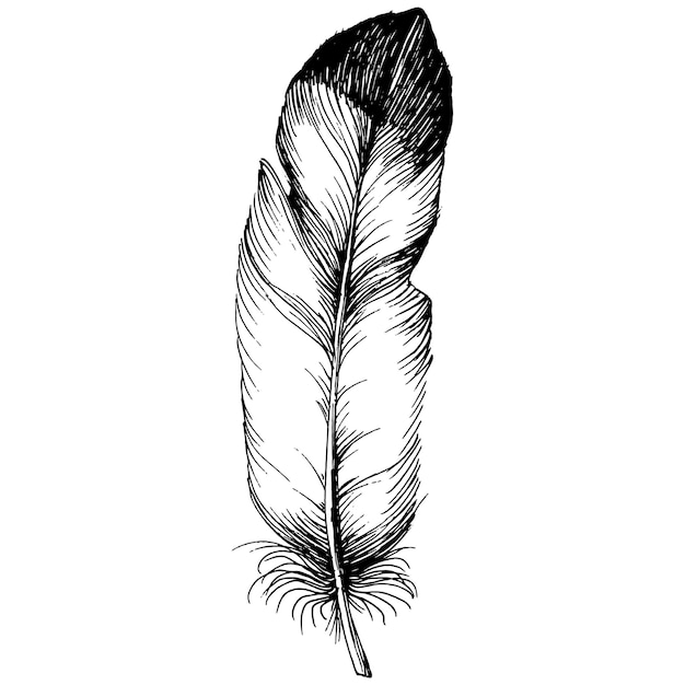 Plume d'oiseau d'aile isolée.