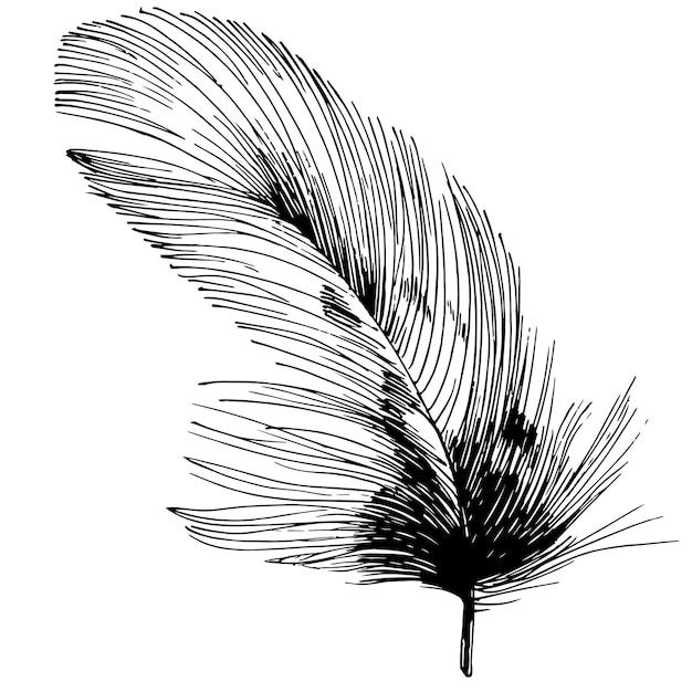 Vecteur plume d'oiseau d'aile isolée.